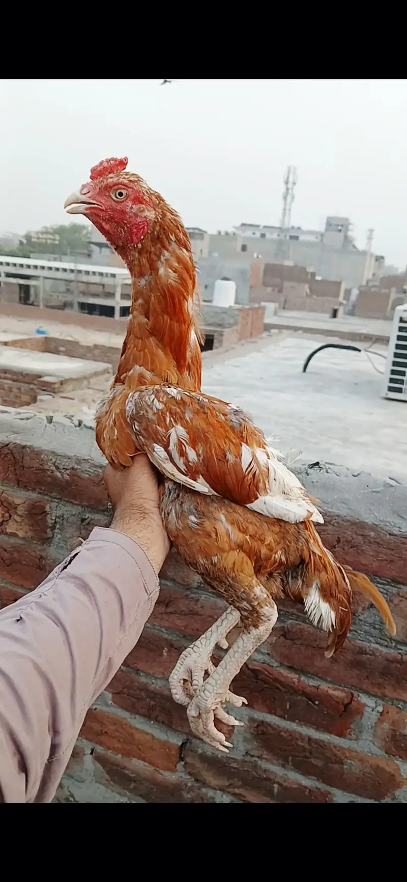 High quality pilla patha for sale — photo 3