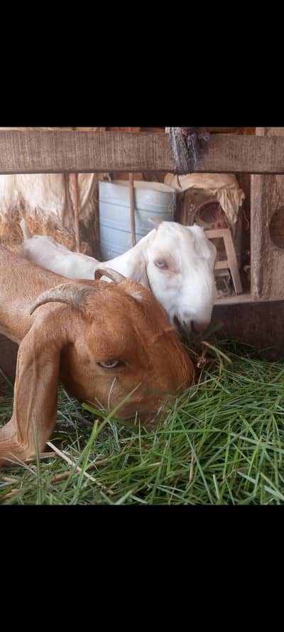 bkri aur bakra for sale.
