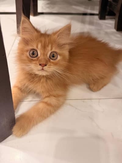 Beautiful Little Kitten Urgent Sale