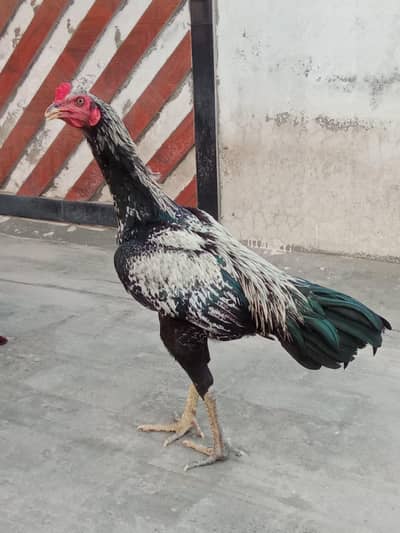 Pakistani + barmi croos patha