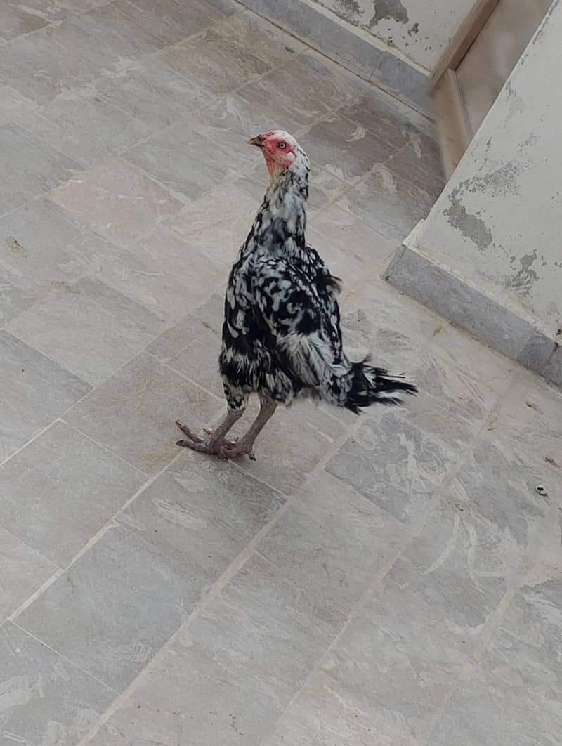 quality hens 0