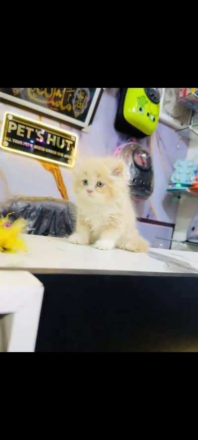 persian cat for sale MywatsapppNumber0341-15-94-140