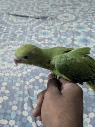 ringnacke chick