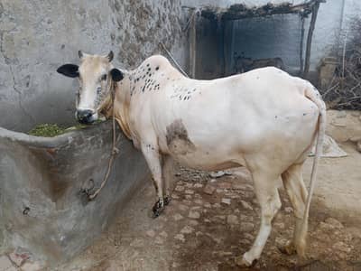 Cow for sale