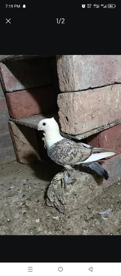 Santinat 2 female for sell