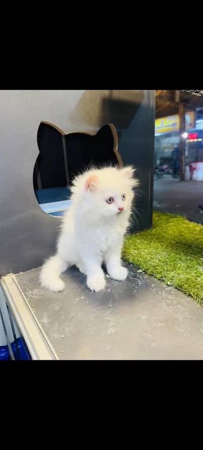 persian cat for sale MywatsapppNumber0341-15-94-140