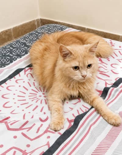 Beautiful female persian kitten for sale