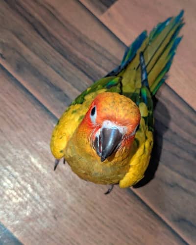sun conure for sale with cage