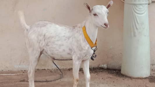 teedy Bakra for sale