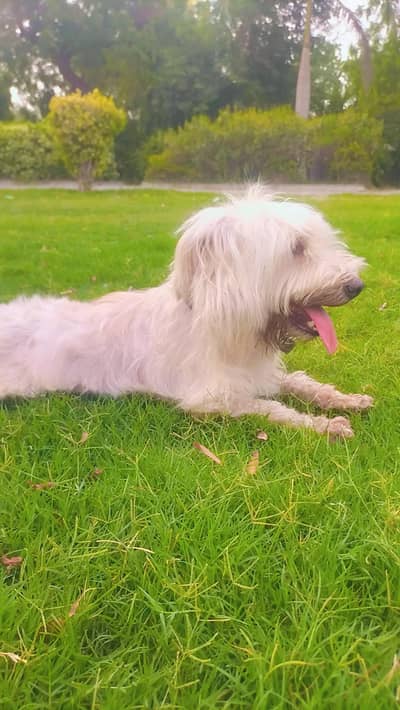Healthy, Active & Trained poodle Female Dog Available 