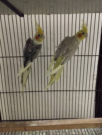 breeder cocktail aur budgie