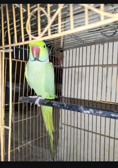 Green Parrot Male