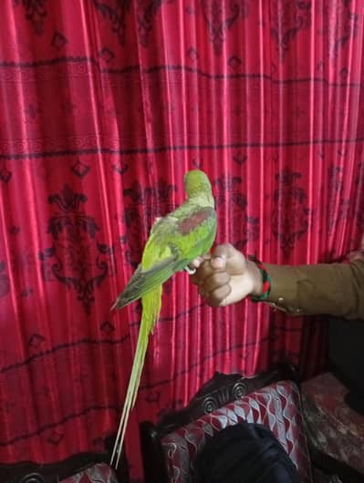 Kashmiri raw handtame talking female