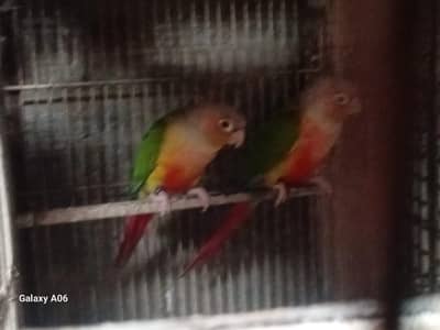 Albino, Ringneck, Conure, Java Birds + Cages & Aviary Frames for Sale