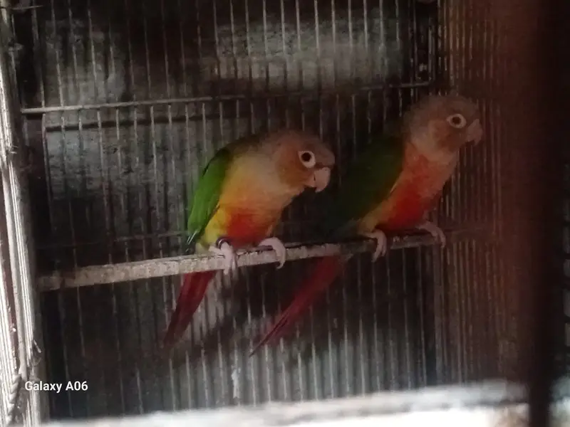 Albino, Ringneck, Conure, Java Birds + Cages & Aviary Frames for Sale — photo 2