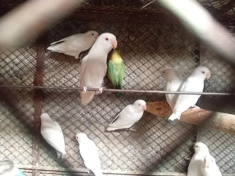 Albino, Ringneck, Conure, Java Birds + Cages & Aviary Frames for Sale — photo 5