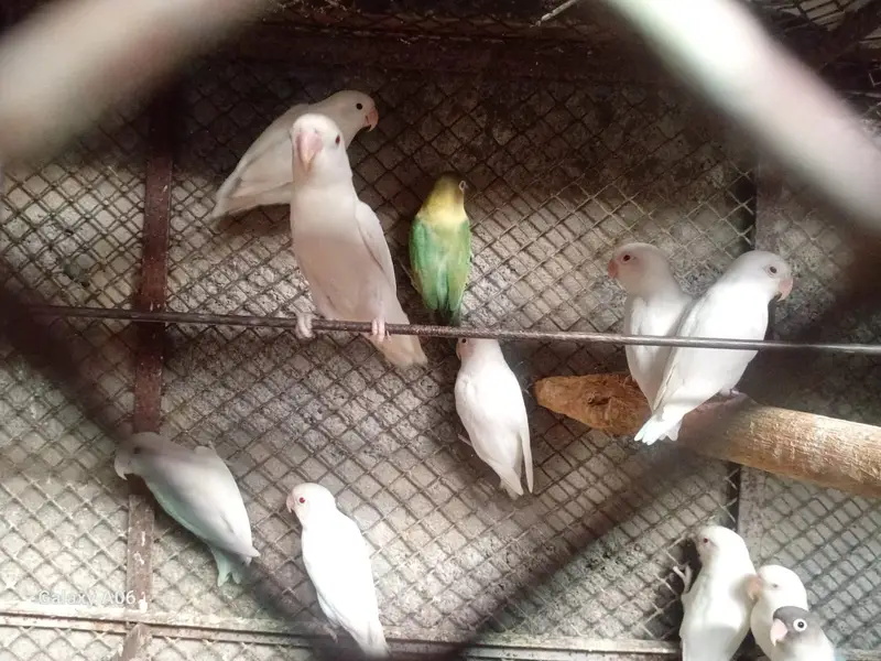 Albino, Ringneck, Conure, Java Birds + Cages & Aviary Frames for Sale — photo 6