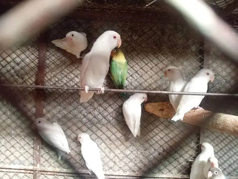 Albino, Ringneck, Conure, Java Birds + Cages & Aviary Frames for Sale — photo 7