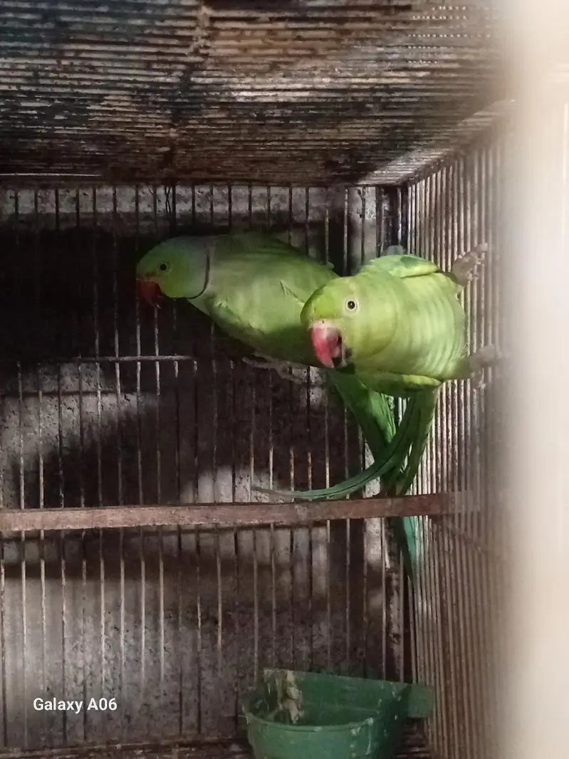 Albino, Ringneck, Conure, Java Birds + Cages & Aviary Frames for Sale — photo 8
