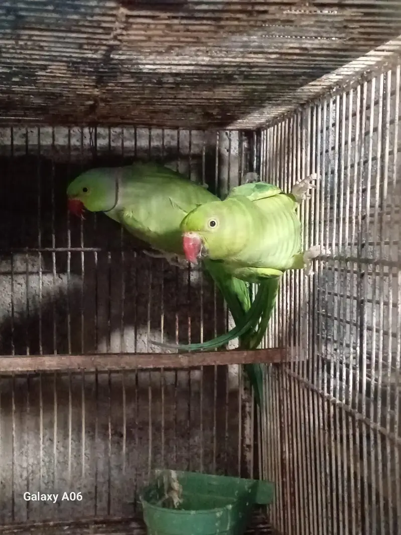 Albino, Ringneck, Conure, Java Birds + Cages & Aviary Frames for Sale — photo 9