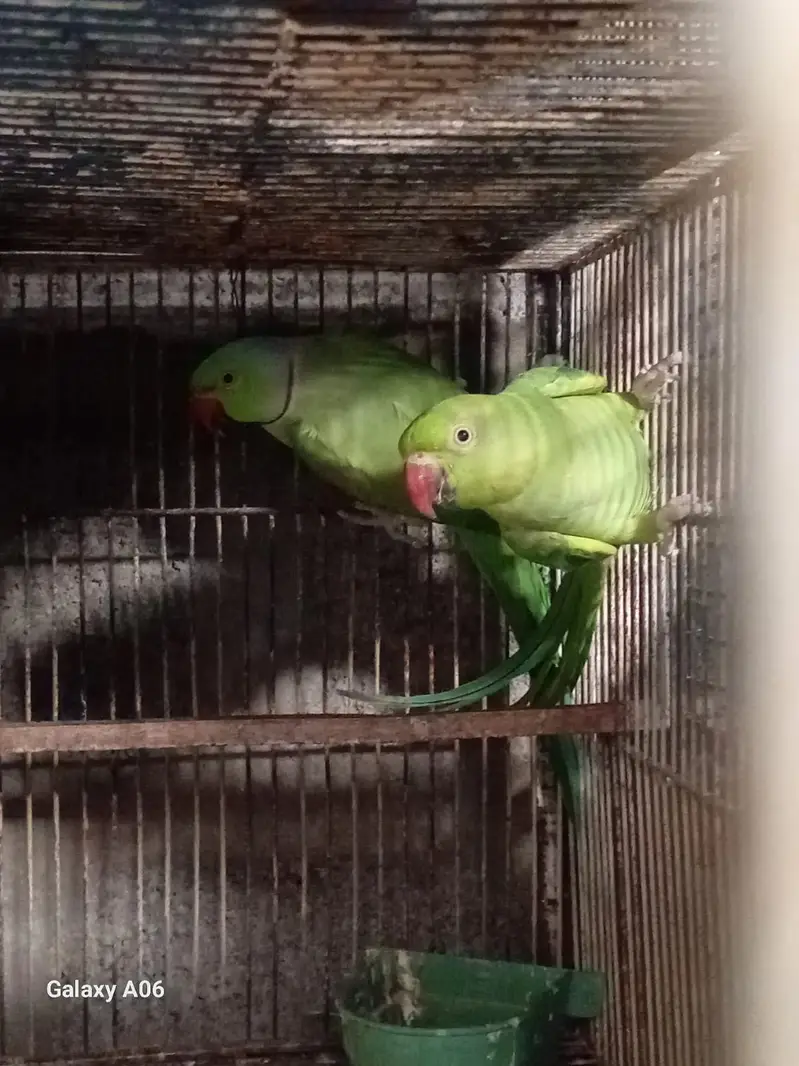 Albino, Ringneck, Conure, Java Birds + Cages & Aviary Frames for Sale — photo 10