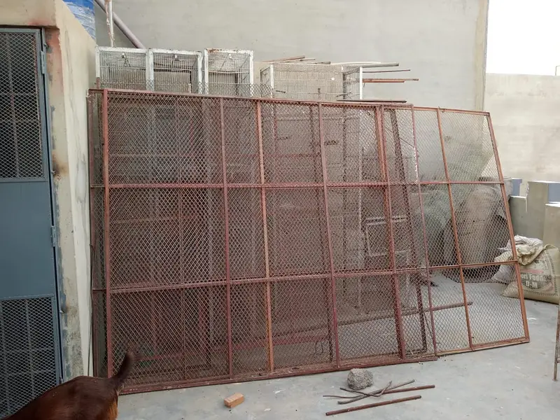 Albino, Ringneck, Conure, Java Birds + Cages & Aviary Frames for Sale — photo 11
