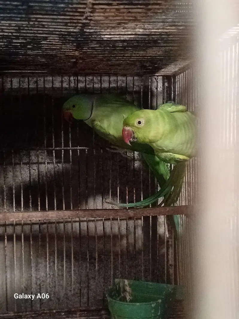 Albino, Ringneck, Conure, Java Birds + Cages & Aviary Frames for Sale — photo 12
