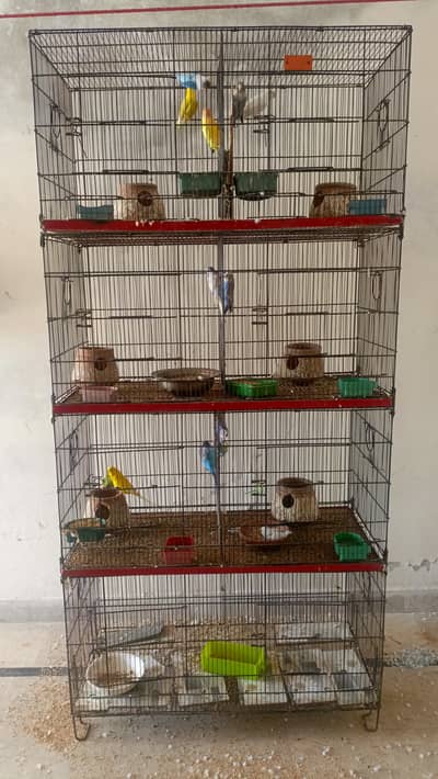 Lovebird and Budgie with Cage