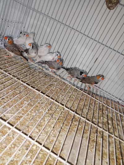split zebra and snow white finch