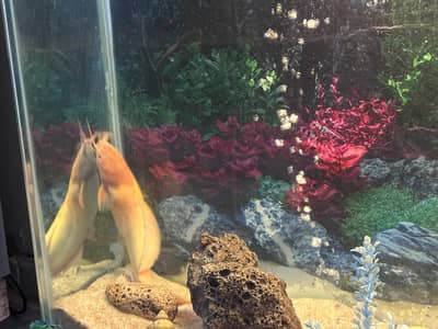 Red tail catfish 03335898636