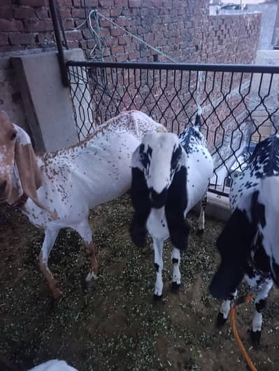 Ek Bakra ha 2 bakriyan