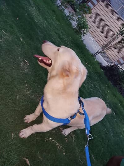 Month Old Labrador Mix Puppy Friendly & healthy