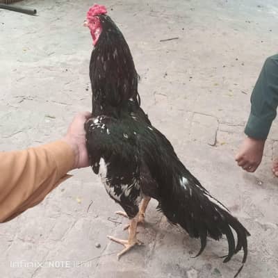 aseel roster for sale price 9500
