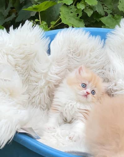 Beautiful Semi Punch triple coated kittens for sale