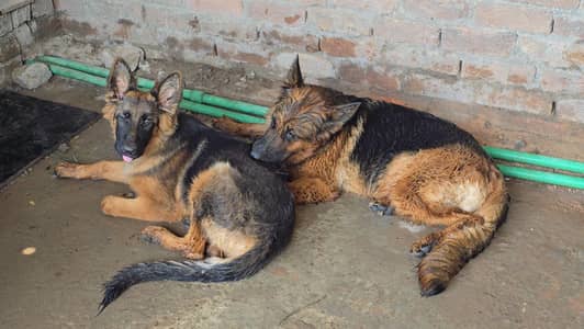 German Shepherd puppies Gsd