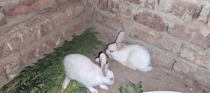 red eyes rabbits