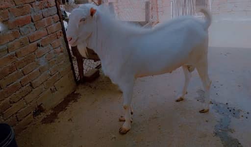 Goat | Bkra | Tedy Bkra | Gulabi Teda Bkra | White Goat |  بکرا