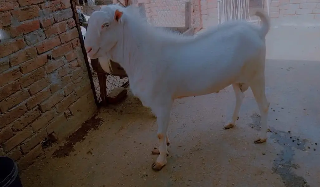Goat | Bkra | Tedy Bkra | Gulabi Teda Bkra | White Goat |  بکرا
