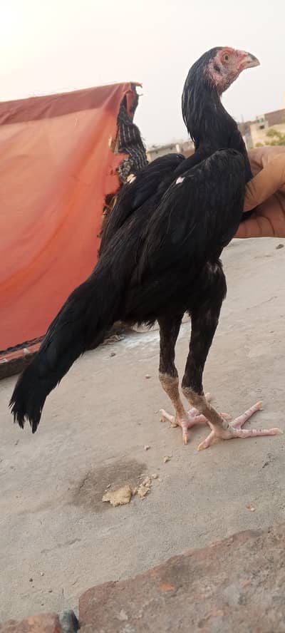 Lasani Aseel Pathay Mianwali Mushka Murga, Patha, Chicks 03098573144