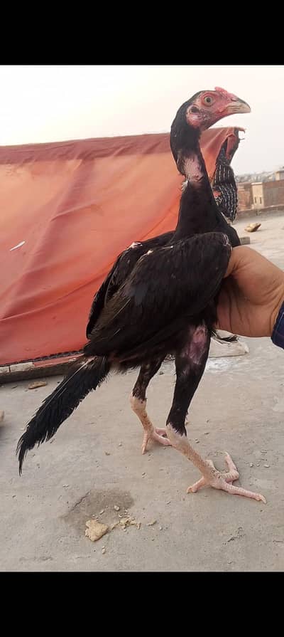 Lasani Aseel Pathay Mianwali Mushka Murga, Patha, Chicks 03098573144