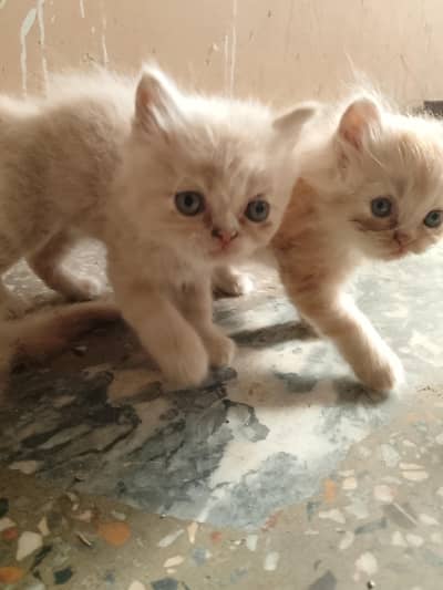 Persian cat one pair and one male for sale in Rawalpindi