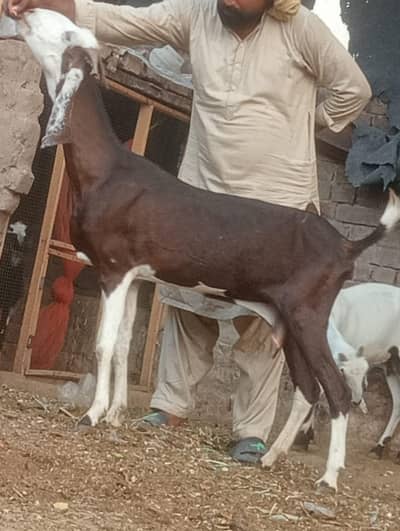 Nagra Gabn bakri sale