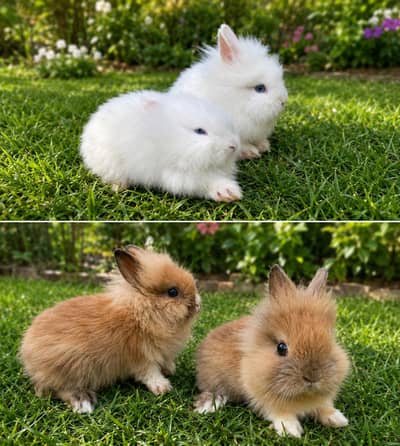 Lion head dwarf bunnies