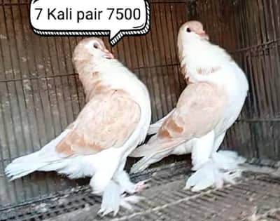 fancy pigeon | kabutar| Jacobin|  frillback saddle | amarican fantail|