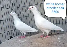 fancy pigeon | kabutar| Jacobin|  frillback saddle | amarican fantail| — photo 5
