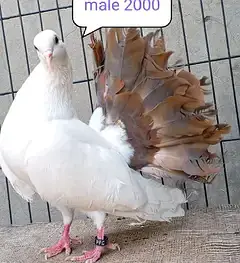 fancy pigeon | kabutar| Jacobin|  frillback saddle | amarican fantail| — photo 12