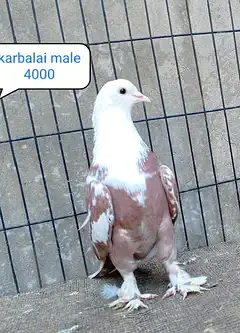 fancy pigeon | kabutar| Jacobin|  frillback saddle | amarican fantail| — photo 10