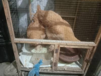 2 golden buff  hens female's for sale