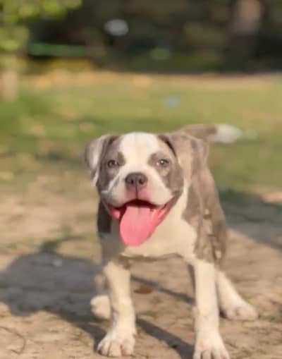 female pitbull for sale