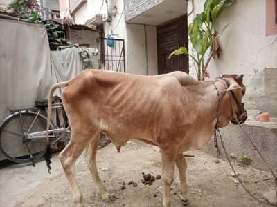 cow selling